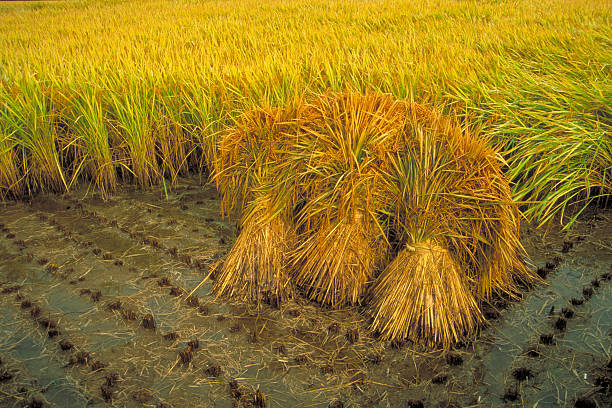 thủ tục xuất khẩu gạo tại Việt Nam
